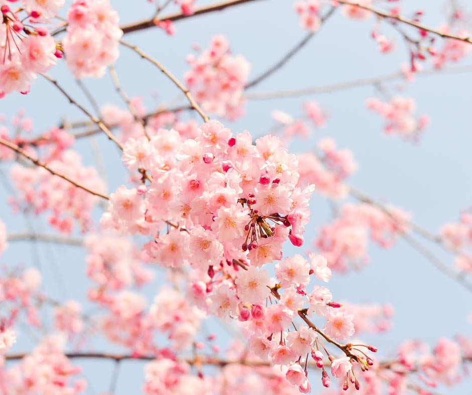 Kirschblüten im Frühling
